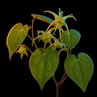 Epimedium leaves and flowers